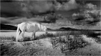 315 - BEACH ROAMER - LAMBETH ROY - united kingdom <div